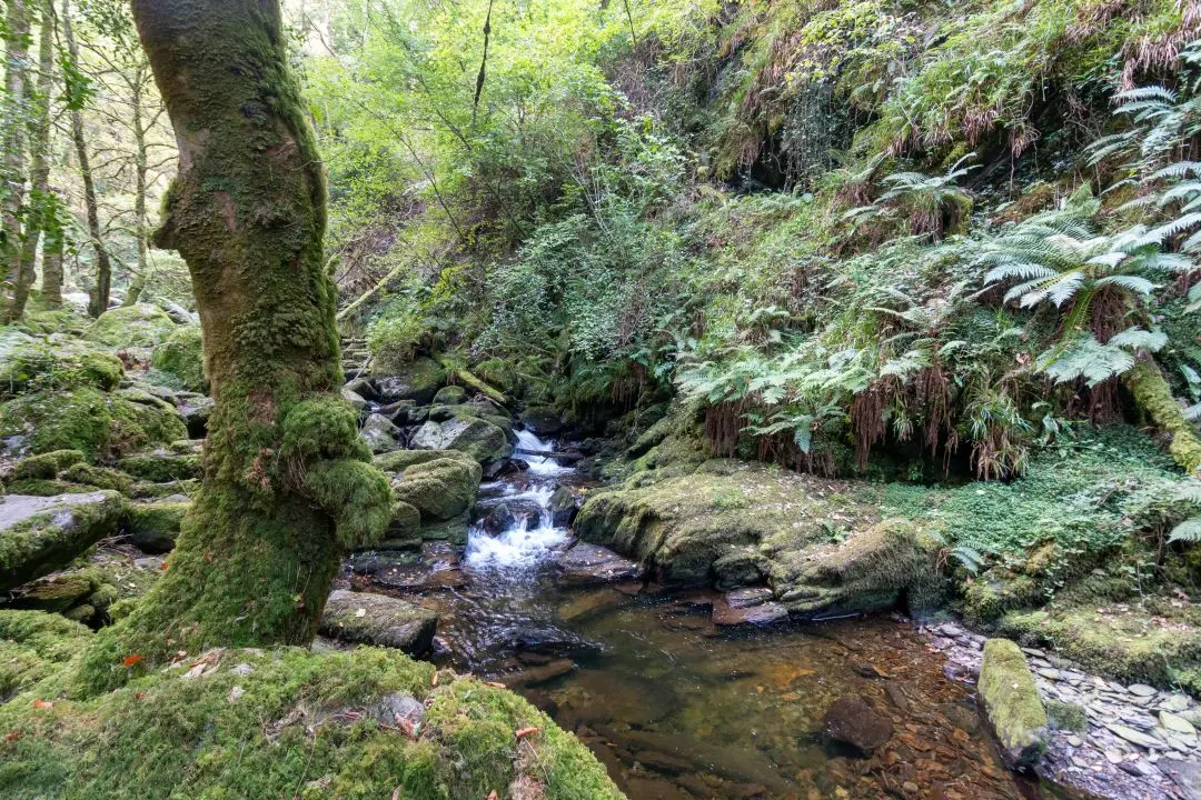 torc arbre forêt rivière owengarriff