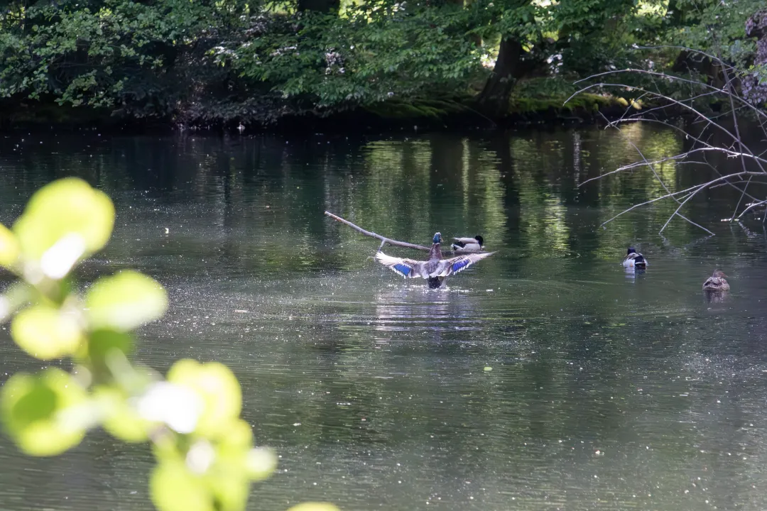 Un canard colvert fait sa toilette dans un étang du parc de Schoppenwihr