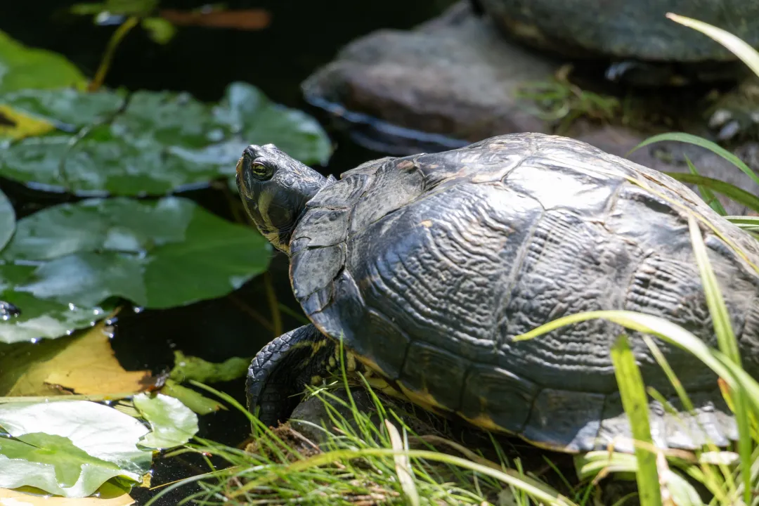 tortue mare nénuphars stadtpark lahr