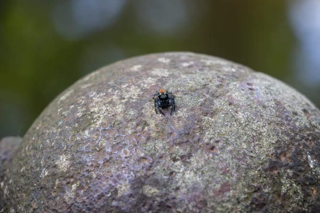 Une araignée sauteuse salue chaque visiteur depuis son rocher, dans le parc de Schoppenwihr