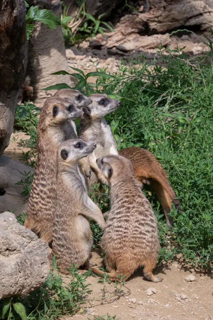 famille suricates zoo stadtpark lahr