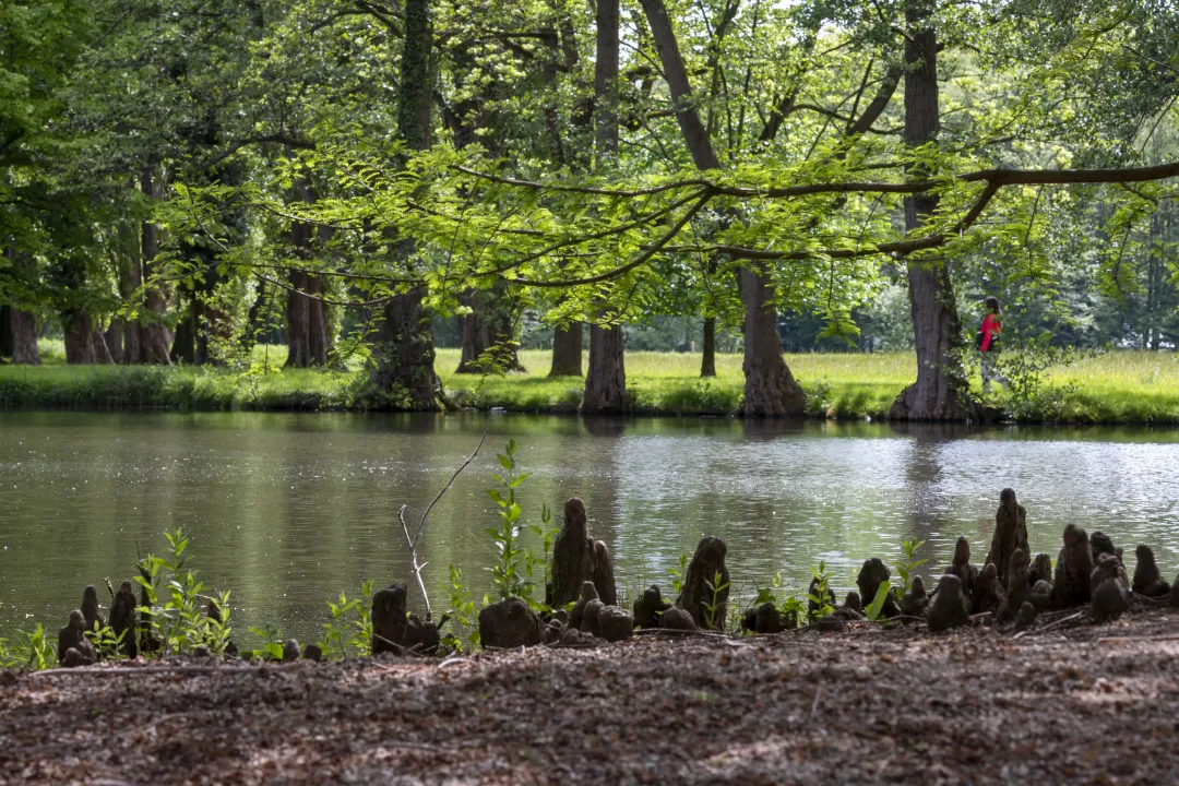 Les racines du Taxodium d’Europe longent l'étang au parc de Schoppenwihr