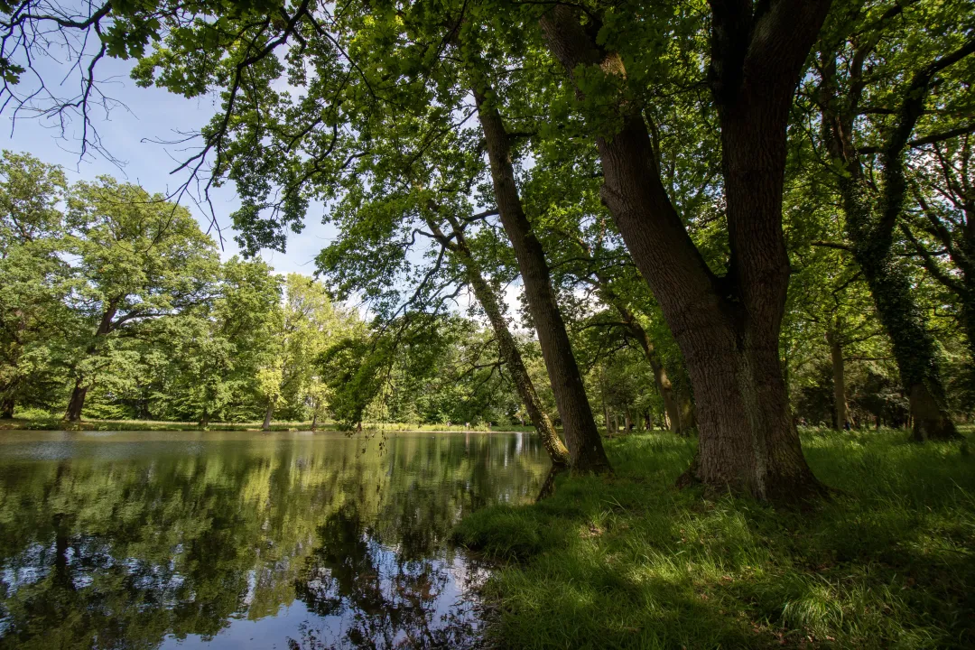 Des arbres surplombent les étangs dans le parc de schoppenwihr