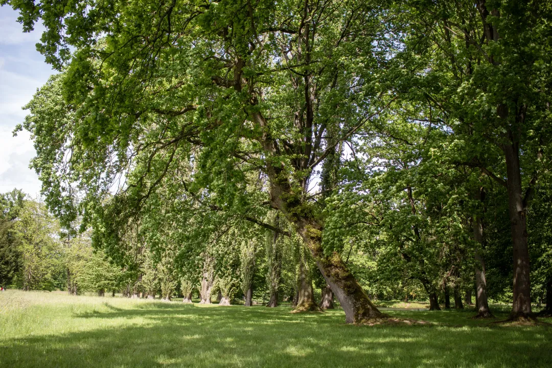 Des arbres alignés dans le parc de schoppenwihr